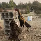 ديك بكستاني بطل