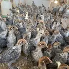 فروج دجاج فيومي شبابي