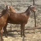 جفار دهم تم البيع