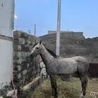 حصان شعبي