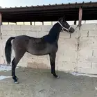 للبيع مهر شعبي شيخ ولد نصر الشقب