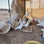 مطلوب مسلخ حمام