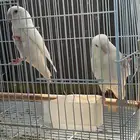 روز زوج البينو منتج