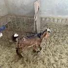تيس للبيع