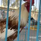 ديك مهجن تركي و عربي