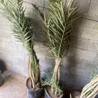نخيل للبيع طيب ومثمر