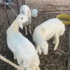ذبايح