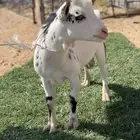 تيس قزمي