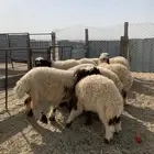 ذبايح للبيع