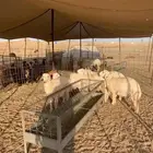 هرفي حري ذبايح مناسبات ذبائح ثلاجه زواجات يوجد صلخ وتوصيل