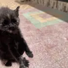 قطة صغيرة للبيع
