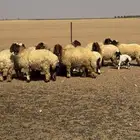 غنم نعيم خلفات ومضاريع (الغنم بيعت)