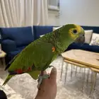 للبيع امزوني بلو فرنتد