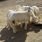 7 رخال فاخرة