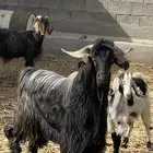 فحل عارضي