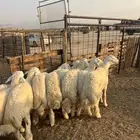 طليان حريه مع الذبح وتوصيل208تقيم إيجابي ولله الحمد