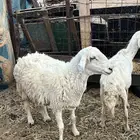 شاة حريه حرشا طيبه صنف مضرع