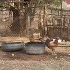 دجاج