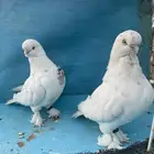 حمام