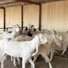 للبيع ماعز بيض دفيع