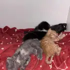 قطه مع اطفالها شيرازيه