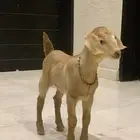 جفره قزميه