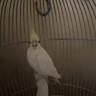 طائر ببغاء الكروان