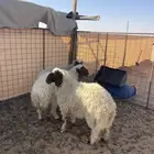 خرفان نعيم تم البيع الله يبارك له