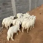 بهم تربيه 21