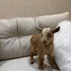 ماعز قزم تم البيع