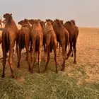 قعدان للبيع