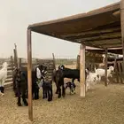 للبيع معزا عوارض صنف الصنف ولد