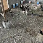 دجاج بلدي بياض