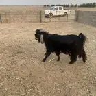 تيس عارضي