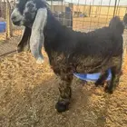 للبيع تيوس مشاريع فحول