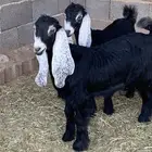 جفار معزا عوارض صنف مقاني (تم البيع)