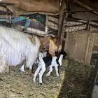 للبيع عنز طيبة متاومة