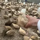 سمان سوبر جانبو