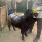 الخرج