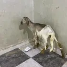 رخل سواكنيه طيبه
