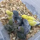 للبيع فروخ روز ب 110 قير شامل لتوصيل يتوفر توصيل