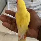 روز الجنس لا اعلم
