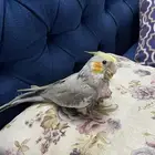 كوكتيل عمره شهرين اليف وروز انثى