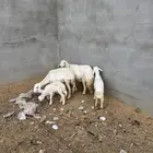ضان ولد للبيع