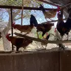 دجاج وديكه