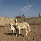 للبيع حريه والد طيبه