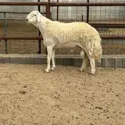 فحل صنف مشروط