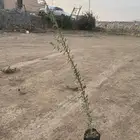 شتلات طلح نجدي