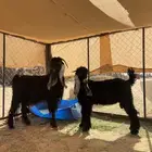 معزا طيبات وحليب