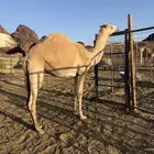 قعود حرصافي للبيع